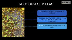 Recogida de semillas en Formentera