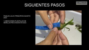 Medición de semillas posidonia